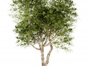 set of broad leaved paperbark trees melaleuca quinquenervia 3 trees 3D Model