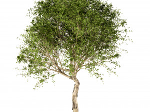 set of broad leaved paperbark trees melaleuca quinquenervia 3 trees 3D Model