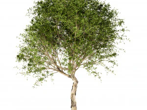 set of broad leaved paperbark trees melaleuca quinquenervia 3 trees 3D Model