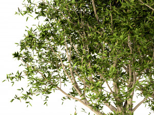 set of broad leaved paperbark trees melaleuca quinquenervia 3 trees 3D Model
