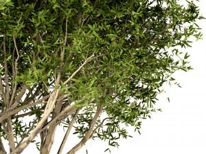 set of broad leaved paperbark trees melaleuca quinquenervia 3 trees 3D Model