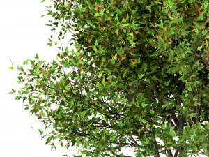 conjunto de &aacute;rvores acer ginnala bordo amur 4 &aacute;rvores Modelo 3D