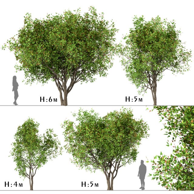 set of acer ginnala trees amur maple 4 trees 3Dモデル .c4d .max .obj .3ds .fbx .stl .blend 