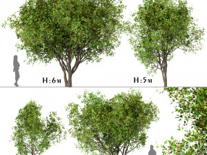 set of acer ginnala trees amur maple 4 trees 3D Model