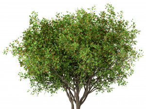 set of acer ginnala trees amur maple 4 trees 3Dモデル