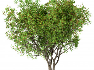 set of acer ginnala trees amur maple 4 trees 3Dモデル