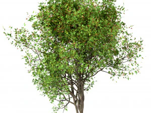 conjunto de &aacute;rvores acer ginnala bordo amur 4 &aacute;rvores Modelo 3D