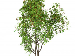 set of acer ginnala trees amur maple 4 trees 3Dモデル