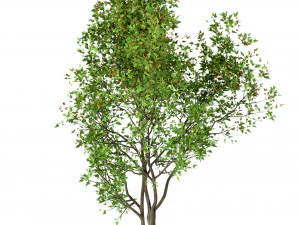 conjunto de &aacute;rvores acer ginnala bordo amur 4 &aacute;rvores Modelo 3D