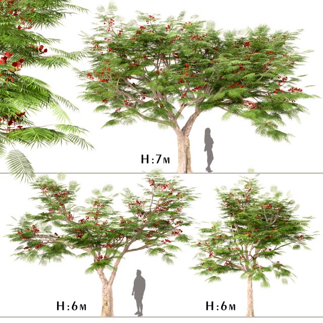 set of flamboyant trees royal poinciana 3 trees 3D Model .c4d .max .obj .3ds .fbx .stl .blend 