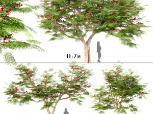 set flamboyante bomen royal poinciana 3 bomen 3D Model