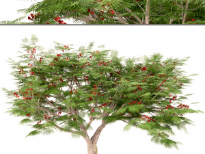 set of flamboyant trees royal poinciana 3 trees 3D Model