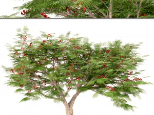 set of flamboyant trees royal poinciana 3 trees 3D Model