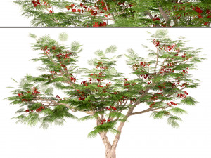 set of flamboyant trees royal poinciana 3 trees 3D Model