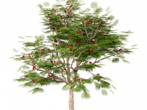 set of flamboyant trees royal poinciana 3 trees 3D Model
