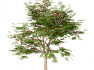 set of flamboyant trees royal poinciana 3 trees 3D Model
