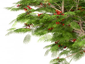 set of flamboyant trees royal poinciana 3 trees 3D Model
