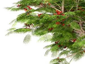 set of flamboyant trees royal poinciana 3 trees 3D Model