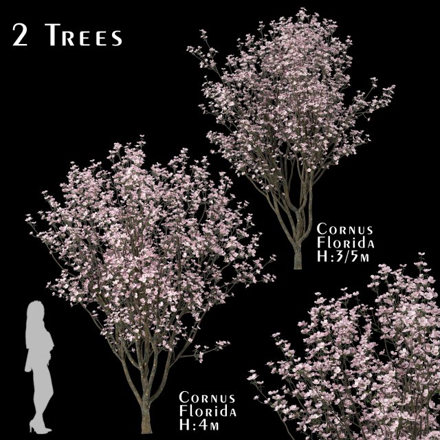 set of cornus florida trees flowering dogwood 3D Model .c4d .max .obj .3ds .fbx .stl .blend 