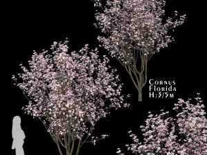set of cornus florida trees flowering dogwood 3D मॉडल