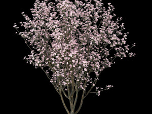 set of cornus florida trees flowering dogwood 3D Model