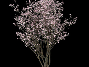 set of cornus florida trees flowering dogwood 3D Model