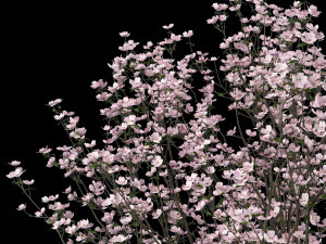 set of cornus florida trees flowering dogwood 3D Model