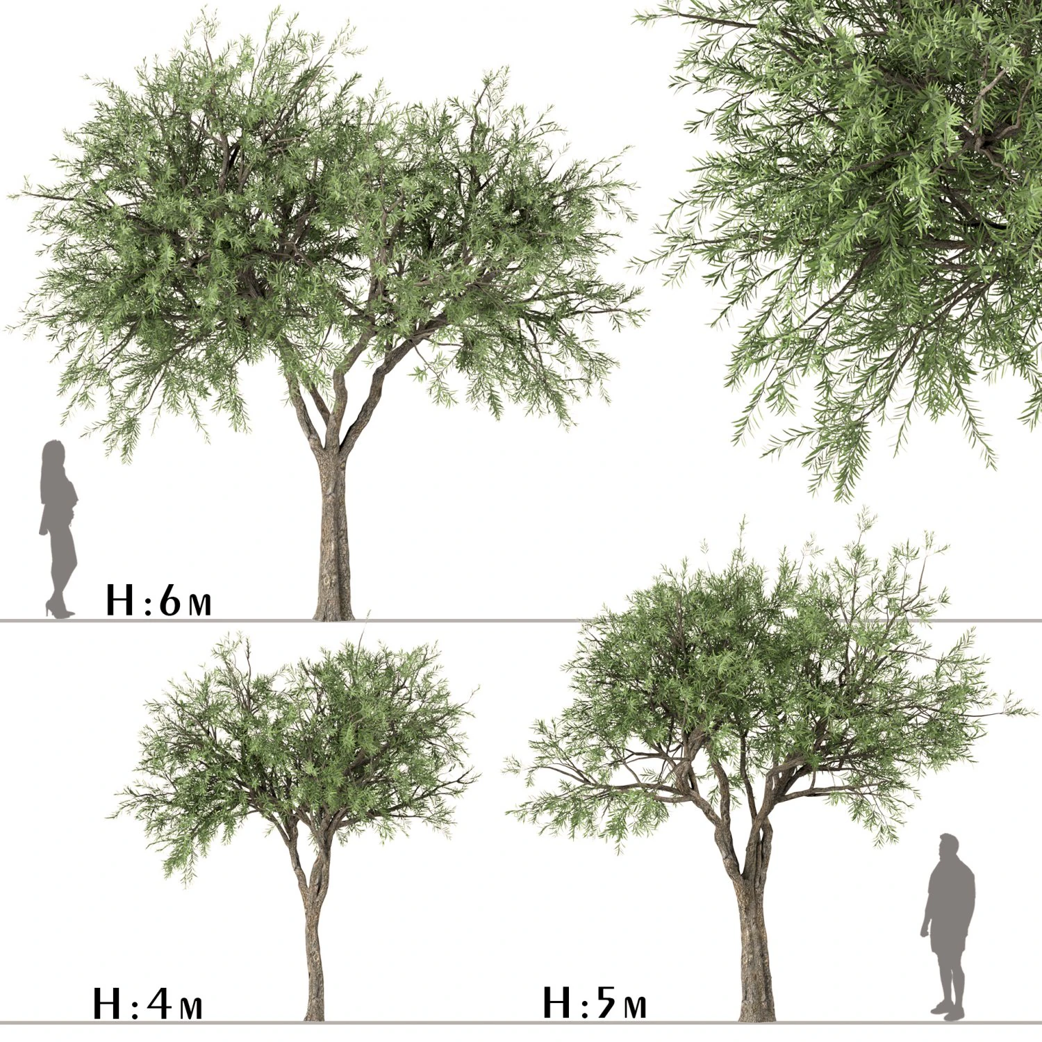 set of olive trees olea europaea 3 trees 3D Model .c4d .max .obj .3ds .fbx .stl .blend 