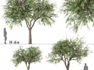 set of olive trees olea europaea 3 trees 3Dモデル