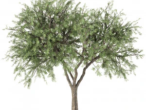 set of olive trees olea europaea 3 trees 3D Model