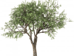 set of olive trees olea europaea 3 trees 3D-Modell