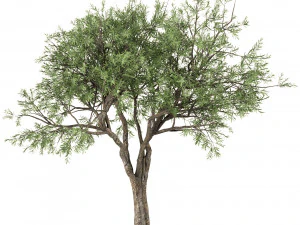 set of olive trees olea europaea 3 trees 3D Model