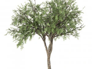 set of olive trees olea europaea 3 trees 3D Model