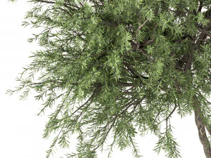 set of olive trees olea europaea 3 trees 3D Model