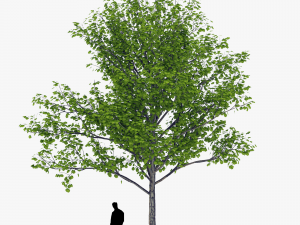 tree 1 3D Модель