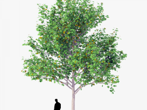 tree 1 3D Модель