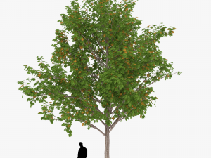 tree 1 3D Модель