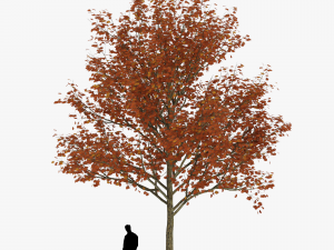 tree 1 3D Модель