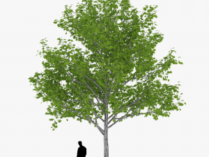 tree 1 3D Модель