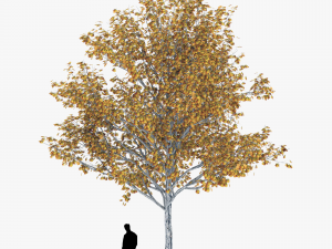 tree 1 3D Модель