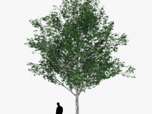 tree 1 3D Модель