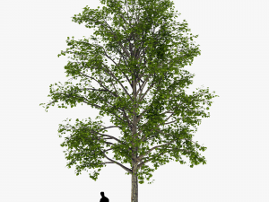 tree 2 3D Model