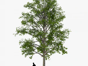 tree 2 3D Model