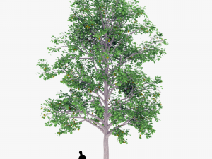 tree 2 3D Model