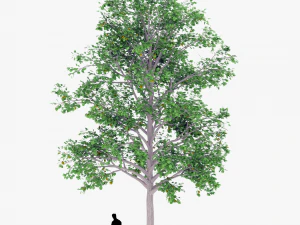 tree 2 3D Model