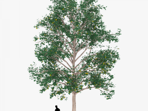 tree 2 3D Model