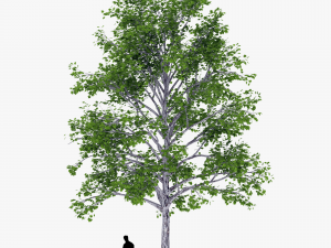 tree 2 3D Model