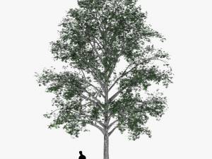 tree 2 3D Model