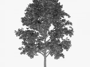 tree 2 3D Model