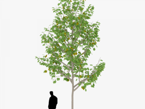 tree 3 3D Model